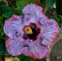 Good Quality Hibiscus Flowers