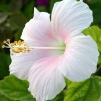 Good Quality Hibiscus Flowers